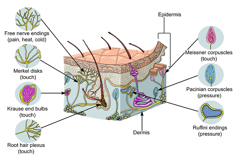 our-skin-is-very-sensitive-to-heat-and-physical-stimulation